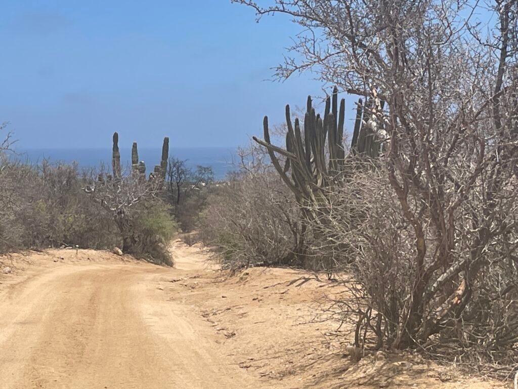 Get behind the wheel of a 2025 Can-Am Maverick X3 Turbo RR and explore the wildest parts of Los Cabos. Tear through desert trails and coastal ridges as you journey to Cabo Pulmo — home to one of the oldest living coral reefs in North America. Our off-road tour includes an optional 1-hour snorkel or dive in this UNESCO-protected marine park. It’s a true Baja experience, blending adrenaline and ocean magic.